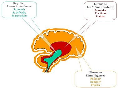 cerveau